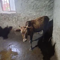 فروش گاو