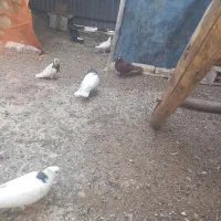 فروش یک عدد نر گلی کلایی پر پا