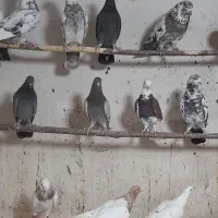 ۸۰طوق کبوتر پرشی