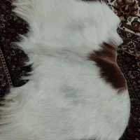 پوست