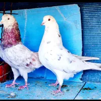 کبوتر تیرماهی گردن کلفت