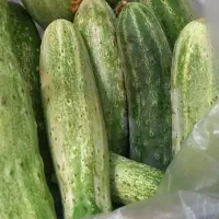 خیار محلی تازه چیده شده