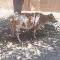 فروش۰گاوگوساله