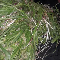 الگز حاجی بیگ شیرین