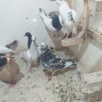 ۱۹ عدد کفتر  جفتی ۷۰۰  مقطوع