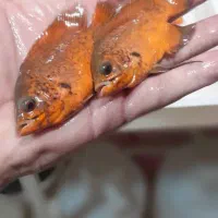 آکواریوم اطلس