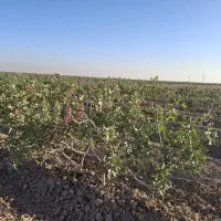فروش-باغ-پسته-14-ساله-در-بویین-زهرا-مزرعه-خونان