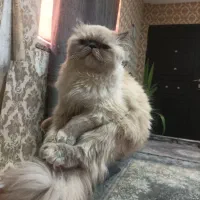 گربه پرشین نژاد امانی