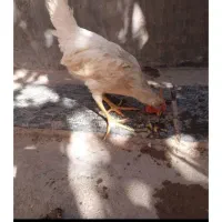خروس اذان گو معاوضه هم دارم