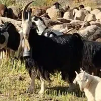 دوبور نربز