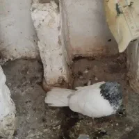 کفتر یاکبوتر