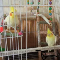 عروس هلندی بالغ