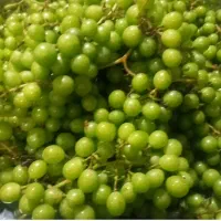 نیروی کار خانوم در ضیابر