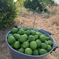 لیموترش سبزدست چین وابدار