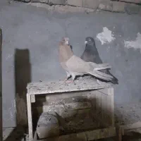 کبوترسالم