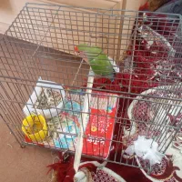 پرنده