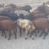 بره نر