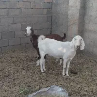بز پاکستانی دورگ