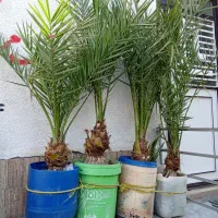 درخت نخل طبیعی