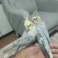 فروش