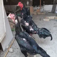 تخم مرغ لاری اصیل بشرط نطفه...