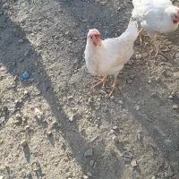 مرغ سفید تخم گذار