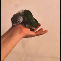 طوطی. پرنده. سنگال. ملنگو. کاسکو