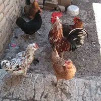 مرغ وخروس گلین