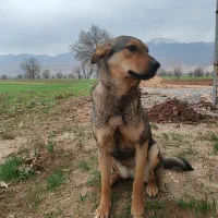 سگ نگهبان
