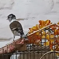 سهر قناری