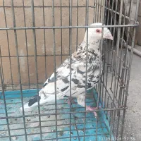 کفتر|پرنده|تهران, کوثر|دیوار
