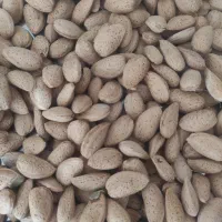 بادام درختی