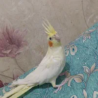 جفت مولد عروس هلندی با جوجه