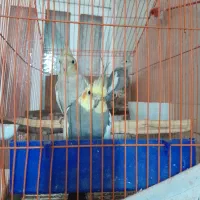 عروس جفت ویک جوجه
