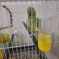 فروش ملنگو سخنگو