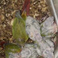 جوجه گرینچیک سربال سرخ