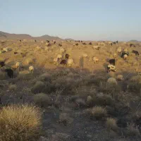 بز چاق سربیشه