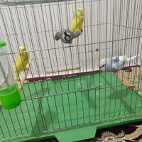 سه عدد مرغ عشق دستی  با قفس