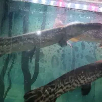 ماهی سر سوسماری