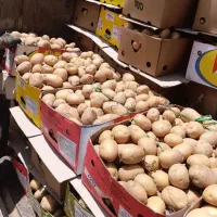 دو تن سیب زمینی سانته بذری