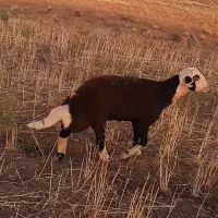 بره قوچ بروجردی