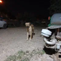 سگ پاکوتاه