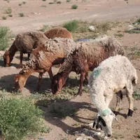 ۶ کاوورتقلی استاق بدون بره