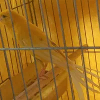 یک جفت قناری مولد باتخم نطفه دار تضمینی