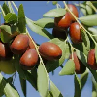 نهال عناب پیوندی