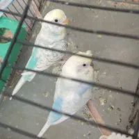 یک جفت مرغ عشق رینبو کاکلی