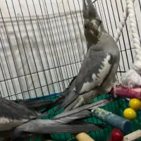 جفت عروس هلندی سوپرتاج