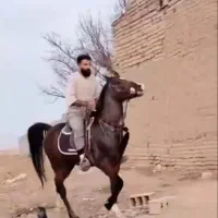 اسب
