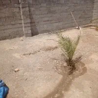 زمین ب متراژ ۴۵۰ ارزوئیه شهرک فرهنگیان