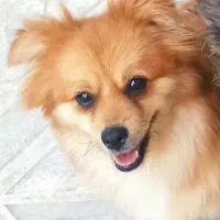 سگ گمشده